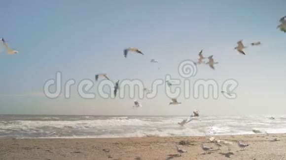 海鸥在海边迎风飞翔视频的预览图