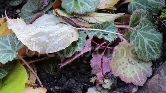 雨滴下黄绿褐秋叶视频的预览图