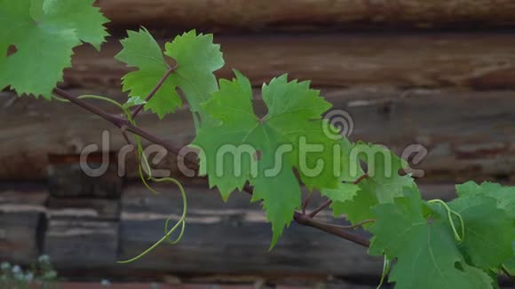 葡萄藤的叶子在乡村木屋的背景上摇摆在一个多风的日子农场和酒庄的录像视频的预览图