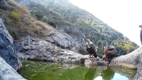 两只狮鹫一只在山上洗澡的地方打架视频的预览图