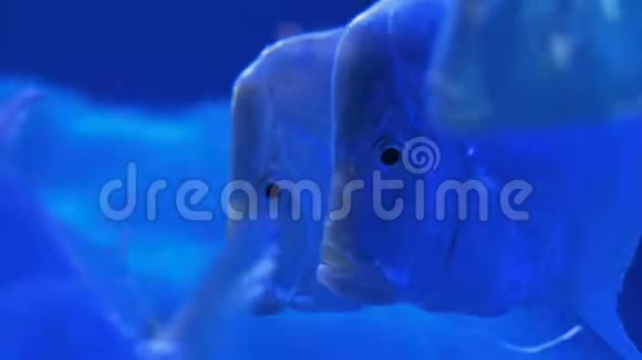 银梅特尼斯学校在巨大的水族馆游泳蓝色灯光视频的预览图
