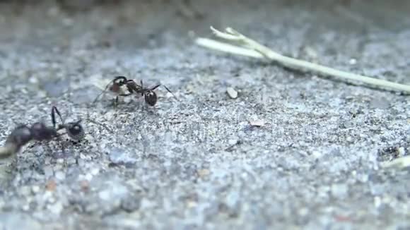 采种子的蚂蚁把种子运回家视频的预览图