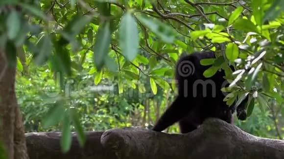 一只黑毛长臂猿坐在树枝上休息野生暹罗视频的预览图