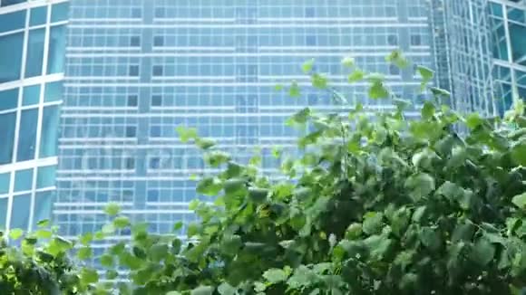 在玻璃商务中心的背景下绿叶在风中摇曳视频的预览图