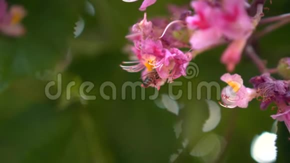 春天有花的粉红色栗子的树枝粉红色的栗子花被蜜蜂授粉特写视频的预览图