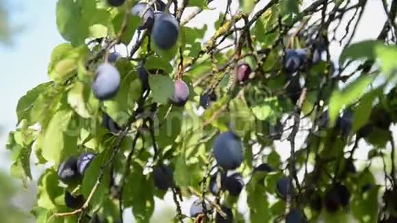 种在果园里的树上的李子生产新鲜和有机水果枝上成熟的紫罗兰梅生长着新鲜的蓝色李子P视频的预览图