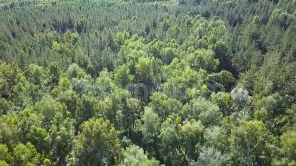 高清空中景色在松树和桦树茂密的混合树顶的绿色森林中移动视频的预览图