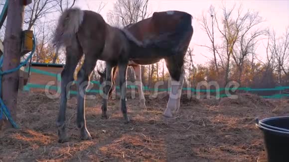 小种马带着马走在他妈妈旁边动物护理概念夏天的马和人视频的预览图