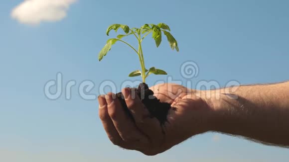 环保萌芽番茄幼苗在手中关闭环保星球手中的嫩芽视频的预览图