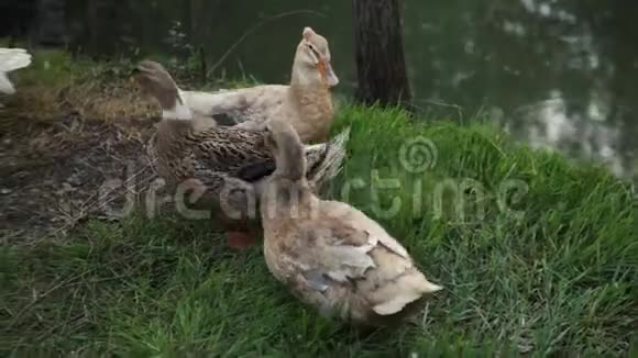 一家家鸭在草地上视频的预览图