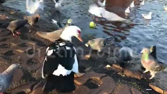 在池塘里给野鸭和家禽喂面包视频的预览图