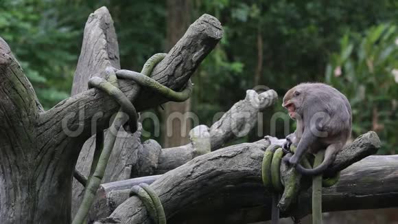 台湾山岩猕猴坐在树顶上俯视动物园视频的预览图