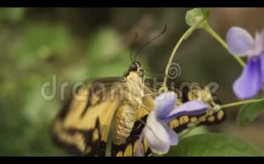 一只奇异的蝴蝶坐在一朵花上特写镜头视频的预览图