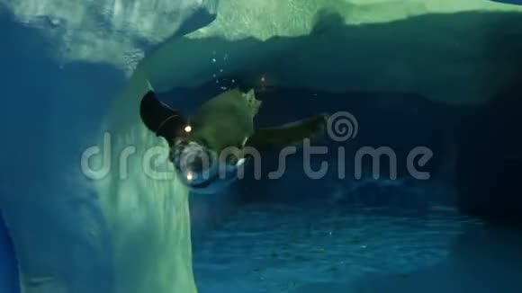 动物园里的小企鹅在游泳视频的预览图