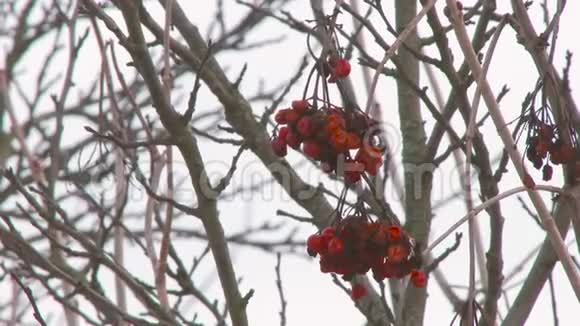 冬天的葡萄干视频的预览图
