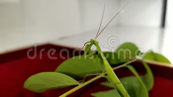 螳螂一种捕食性昆虫视频的预览图