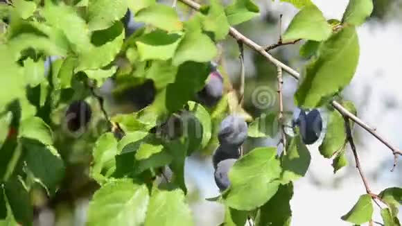 种在果园里的树上的李子生产新鲜和有机水果枝上成熟的紫罗兰梅生长着新鲜的蓝色李子P视频的预览图