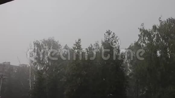 暴雨和暴雨浇大量的水树枝在大风的压力下弯曲视频的预览图