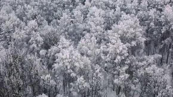 冬季雪中的空中冻松和杉树很多树木头茂密的森林鸟瞰图直升机无人驾驶飞机视频的预览图
