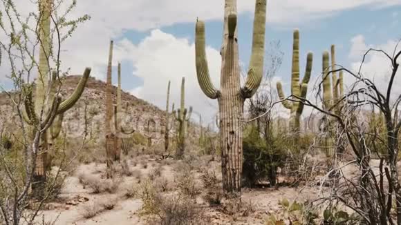 美丽的大气背景拍摄大Saguaro仙人掌长得很高在一个炎热的晴天在亚利桑那州沙漠美国视频的预览图