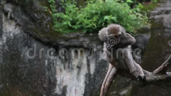 台湾山岩猕猴坐在树顶上俯视动物园视频的预览图