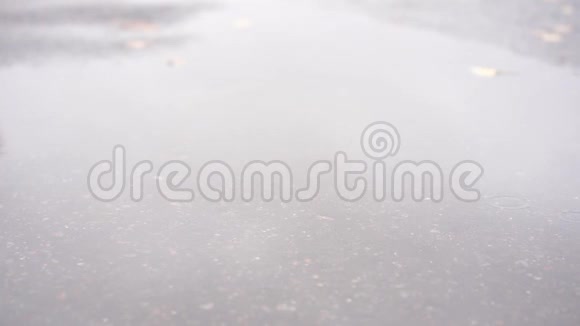 雨中狗在秋天穿过一个水坑视频的预览图