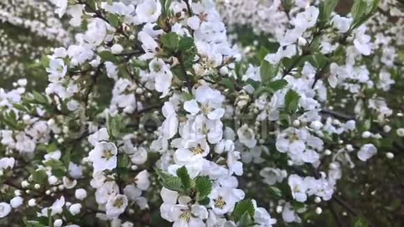 春暖花开花丛中开满了白花视频的预览图