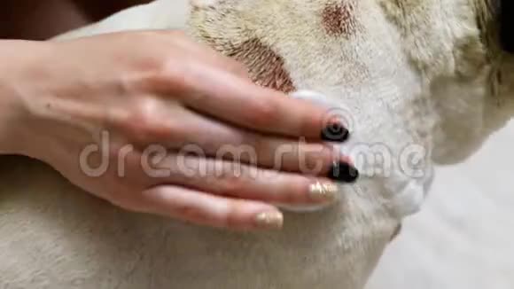 女人的双手特写在一只生病的狗背上洗了一很大的湿疹伤口视频的预览图