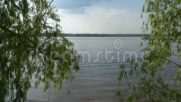 柳枝在河的背景上视频的预览图