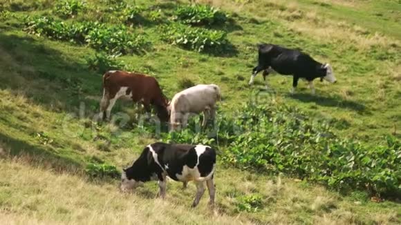奶牛在阳光明媚的日子在绿色草地上放牧视频的预览图
