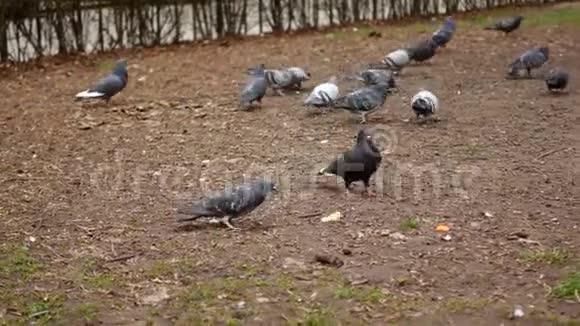 鸽子在公园的草地上寻找食物视频的预览图