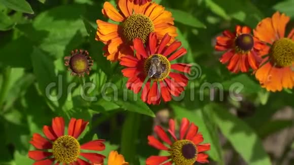蜜蜂在橙花上采集花蜜俯视慢动作特写视频的预览图