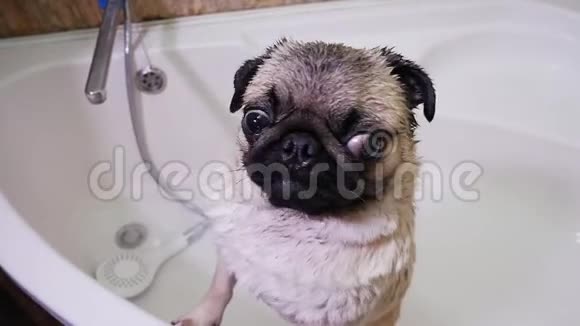 湿可爱的小狗特写肖像在浴室洗狗视频的预览图