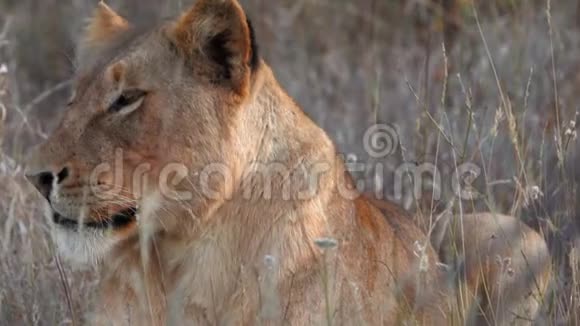 一只昏昏欲睡的狮子醒来视频的预览图