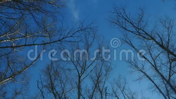 全景在树梢白杨在春色蓝天的映衬下视频的预览图