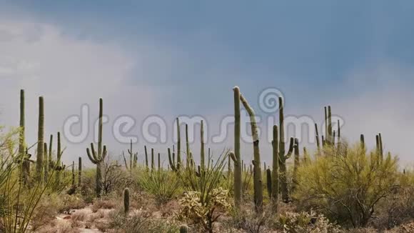 在美国亚利桑那州沙漠一个晴朗炎热的晴天大的Saguaro仙人掌场的惊人大气背景拍摄视频的预览图