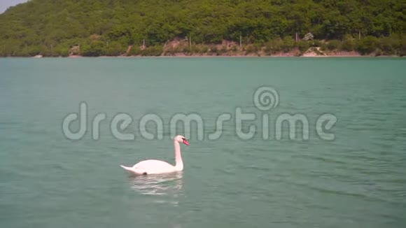 平均计划一只美丽的白天鹅在一个美丽的绿松石湖里游泳视频的预览图