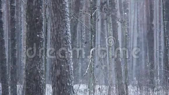 冬季森林自然冬天的松林在外面下雪视频的预览图