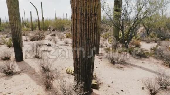 特写低角度相机慢慢倾斜在大的非常高的Saguaro仙人掌生长在炎热的阳光背光沙漠视频的预览图