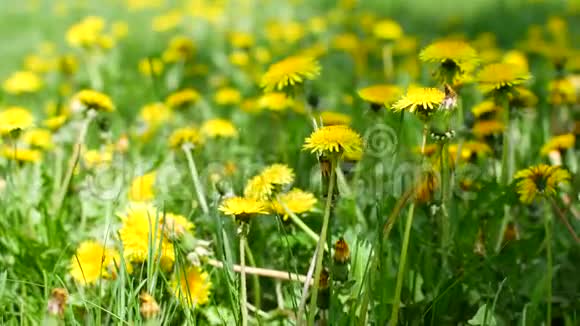 花园里草地上的黄色蒲公英视频的预览图