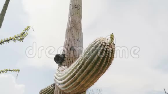 特写低角度相机靠近高大的萨加罗仙人掌在阳光背光下盛开在亚利桑那州国家公园美国视频的预览图