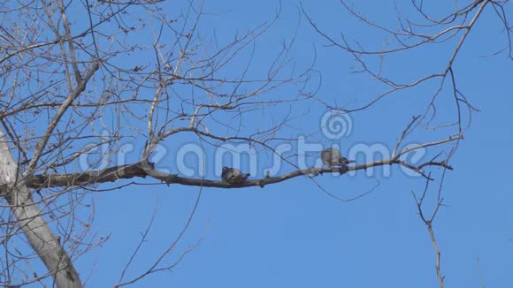 干树枝上有两只鸟视频的预览图