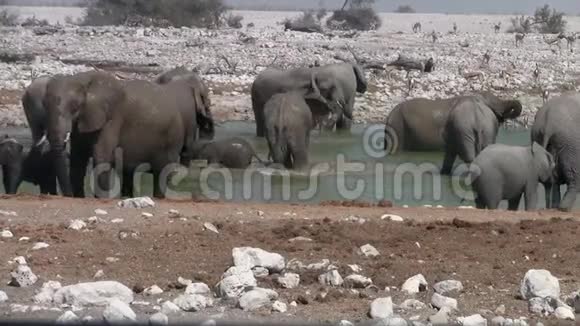 大象在水洞EtoshaNP视频的预览图