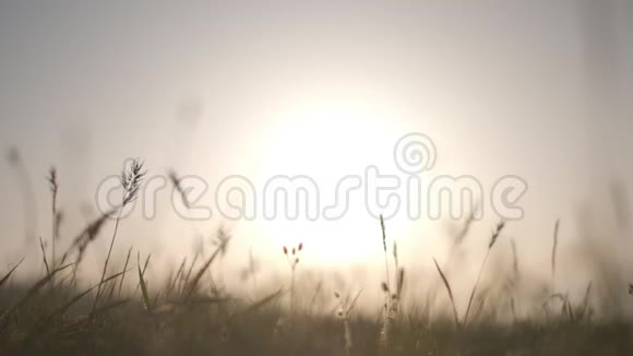 田野草地上的夕阳特写视频的预览图
