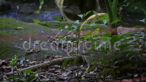 一只吃螃蟹的猫鼬晚上在大自然野生动物中吃一只白老鼠视频的预览图