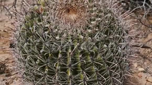 特写高角相机围绕小鱼钩桶仙人掌生长在干燥炎热的亚利桑那州沙漠景观美国视频的预览图