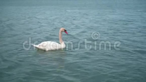 平均计划一只美丽的白天鹅在一个美丽的绿松石湖里游泳视频的预览图