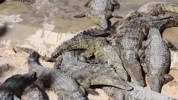 许多小鳄鱼晒太阳互相攀爬啃骨头视频的预览图