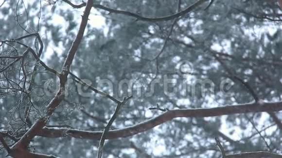 冬季森林自然冬天的松林在外面下雪视频的预览图