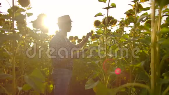农夫正在田里观察夏日的向日葵视频的预览图